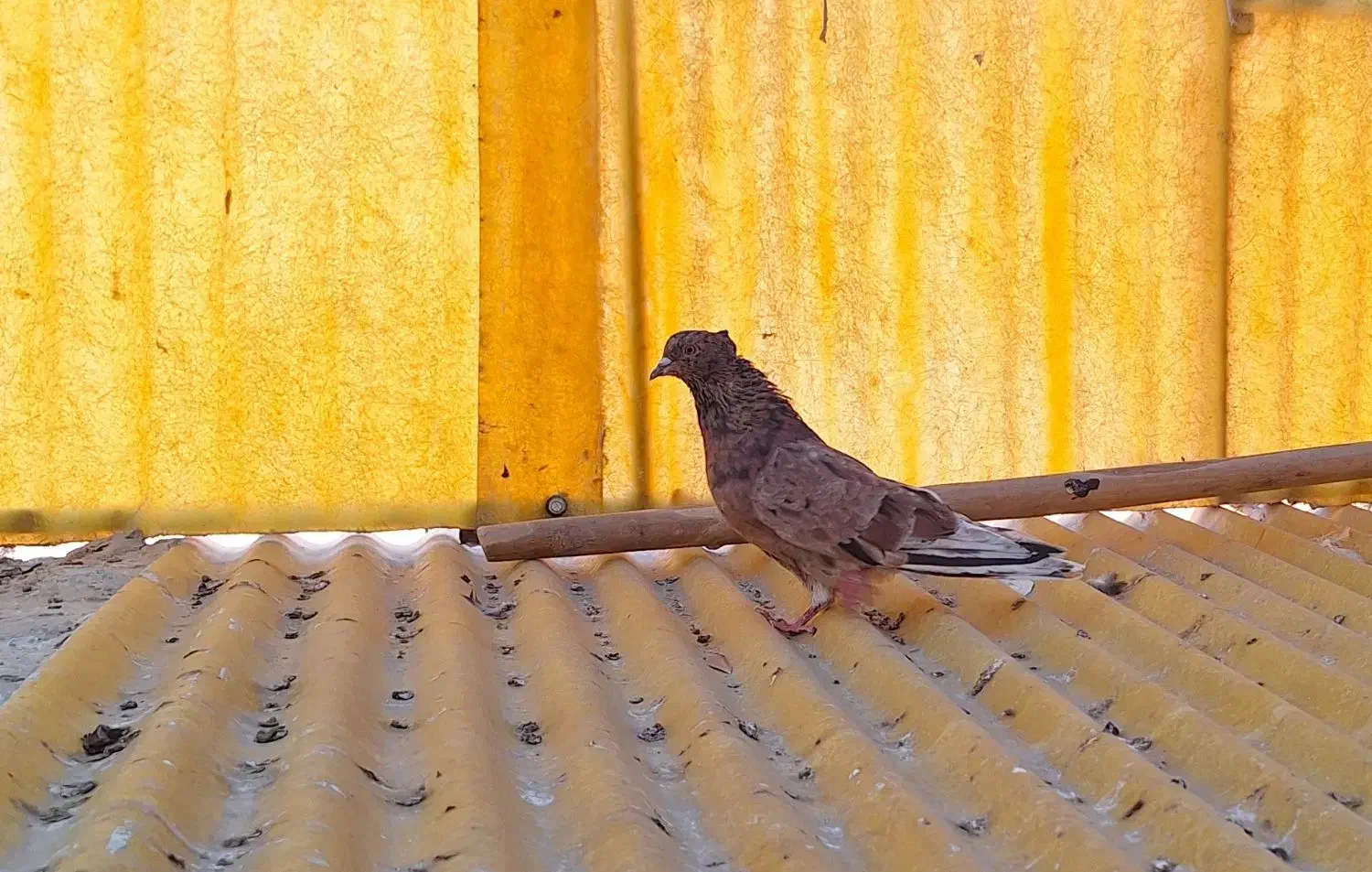 کفتر کبوتر|پرنده|مشهد, یاس|دیوار