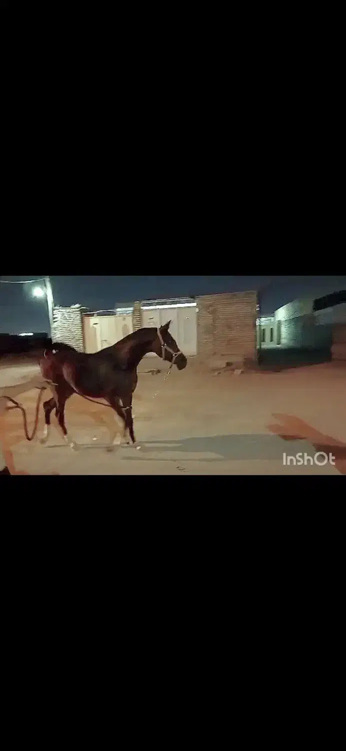 نریان مدرکدار مخصوص تکبندی|اسب و تجهیزات اسب‌سواری|اهواز, گلدشت|دیوار