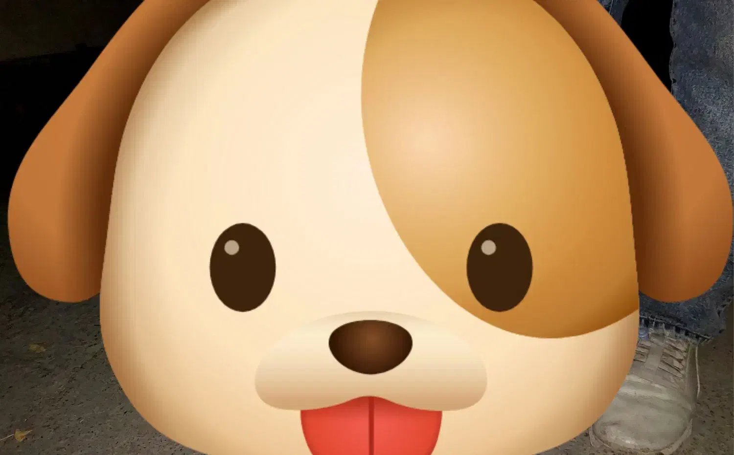 سگ پیدا شده|سگ|زنجان, |دیوار