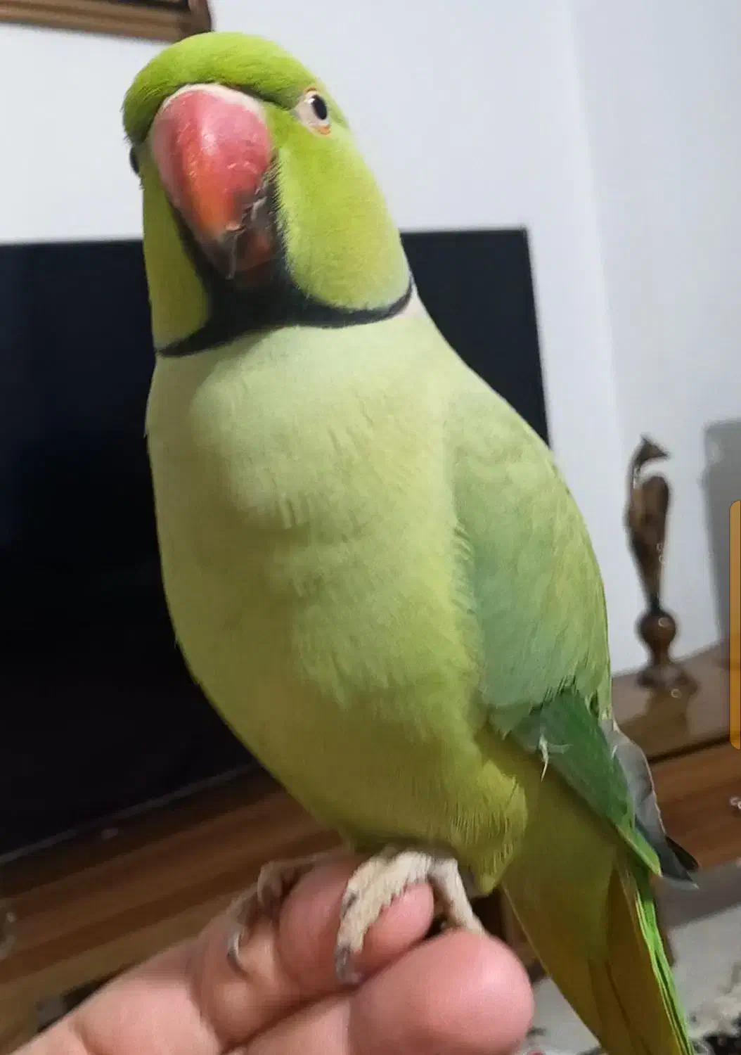 ملنگو نر سخن گو|پرنده|قشم, |دیوار