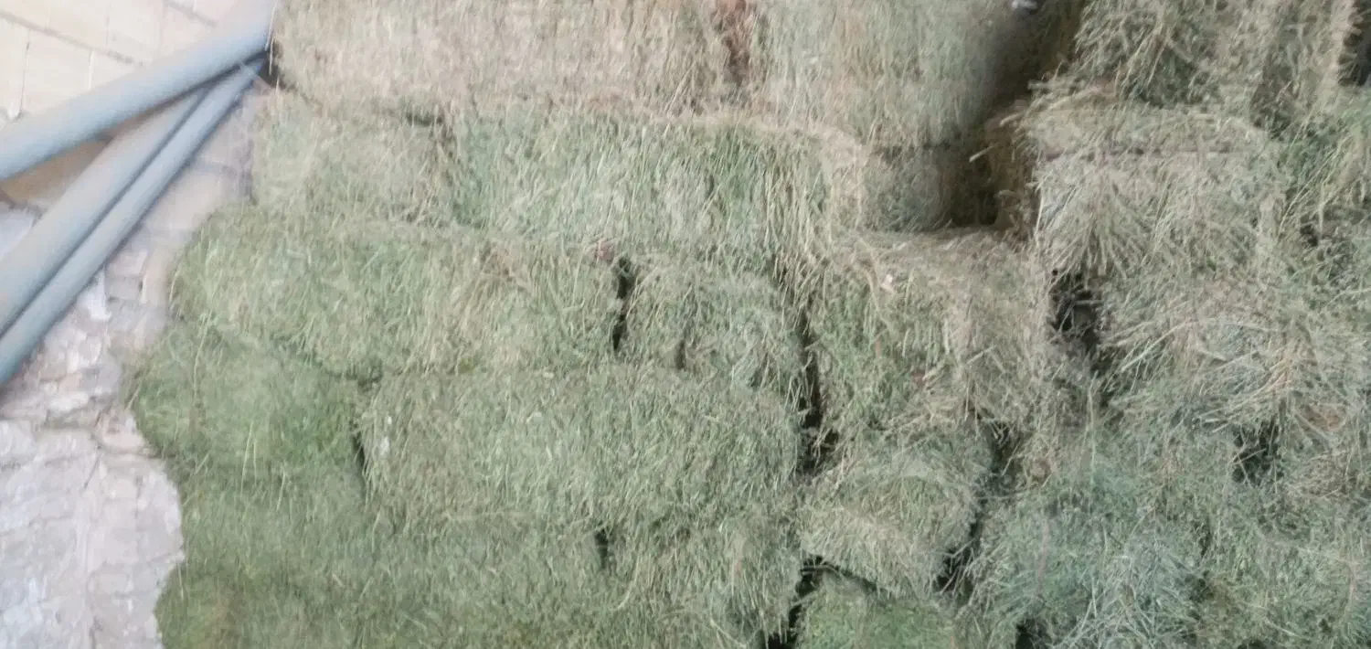 یونجه|لوازم جانبی حیوانات|جوکار, |دیوار