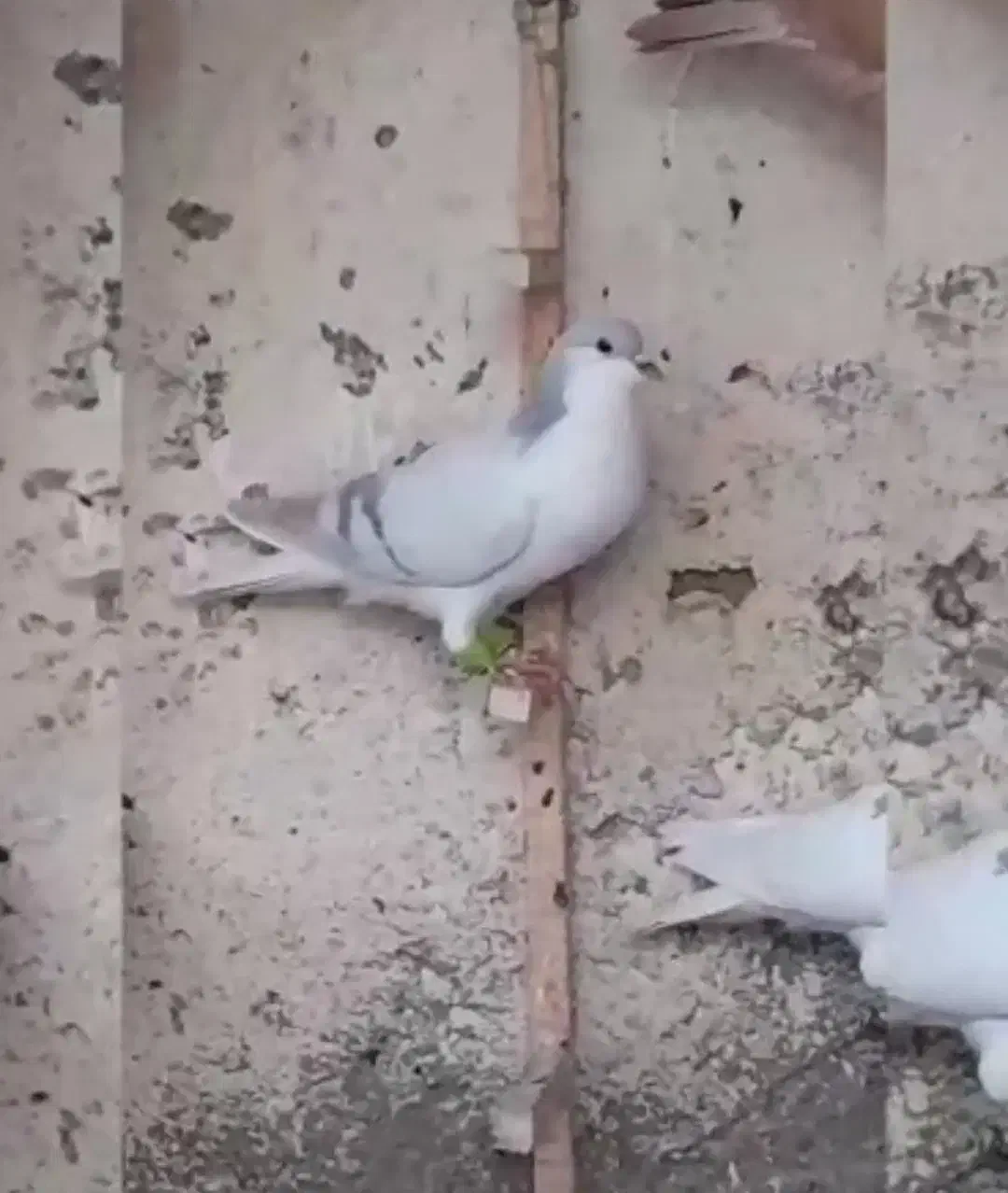 کفتر یال افشون|پرنده|فلاورجان, |دیوار