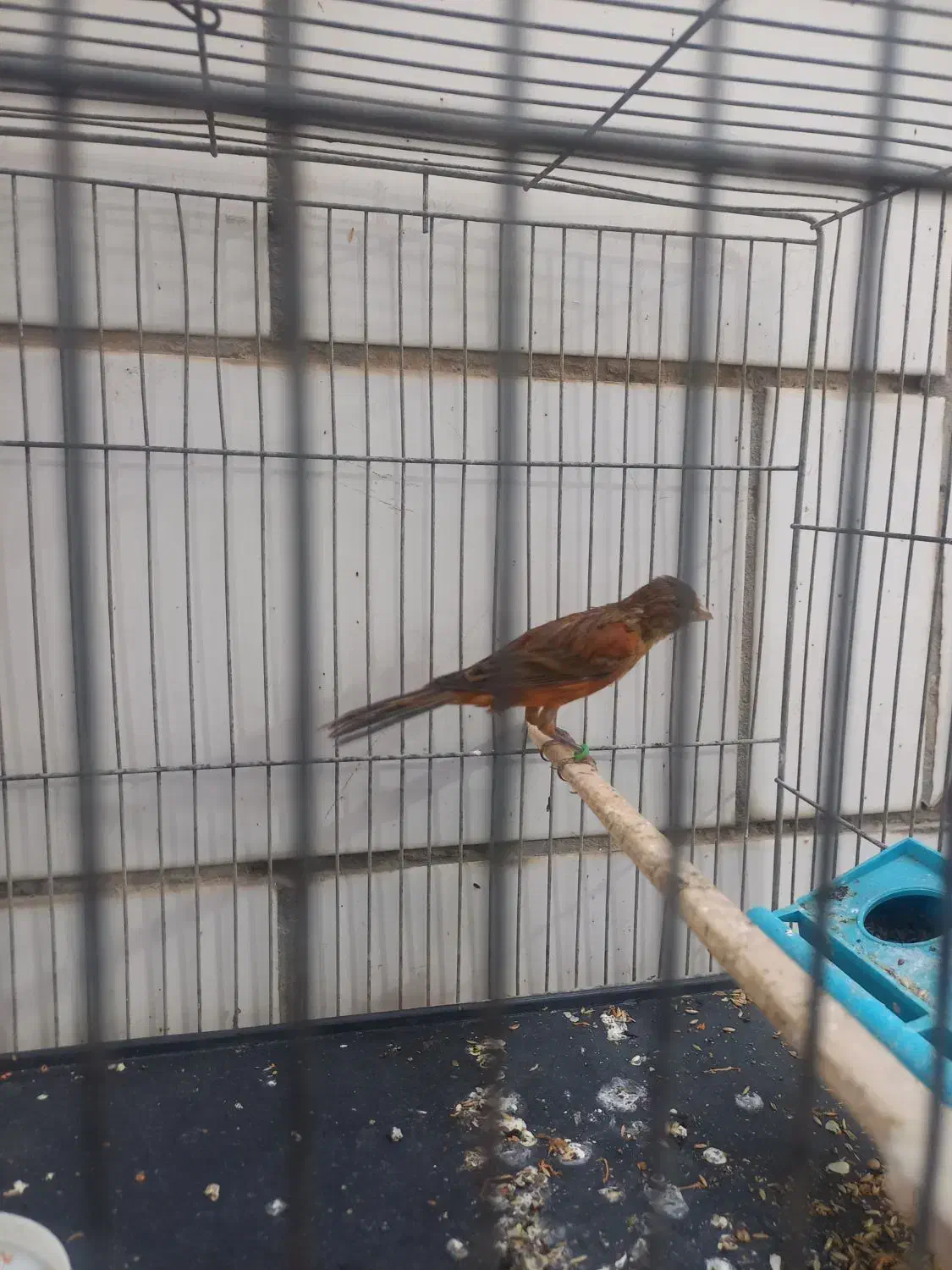 قناری ریزه خون|پرنده|بندر ماهشهر, |دیوار