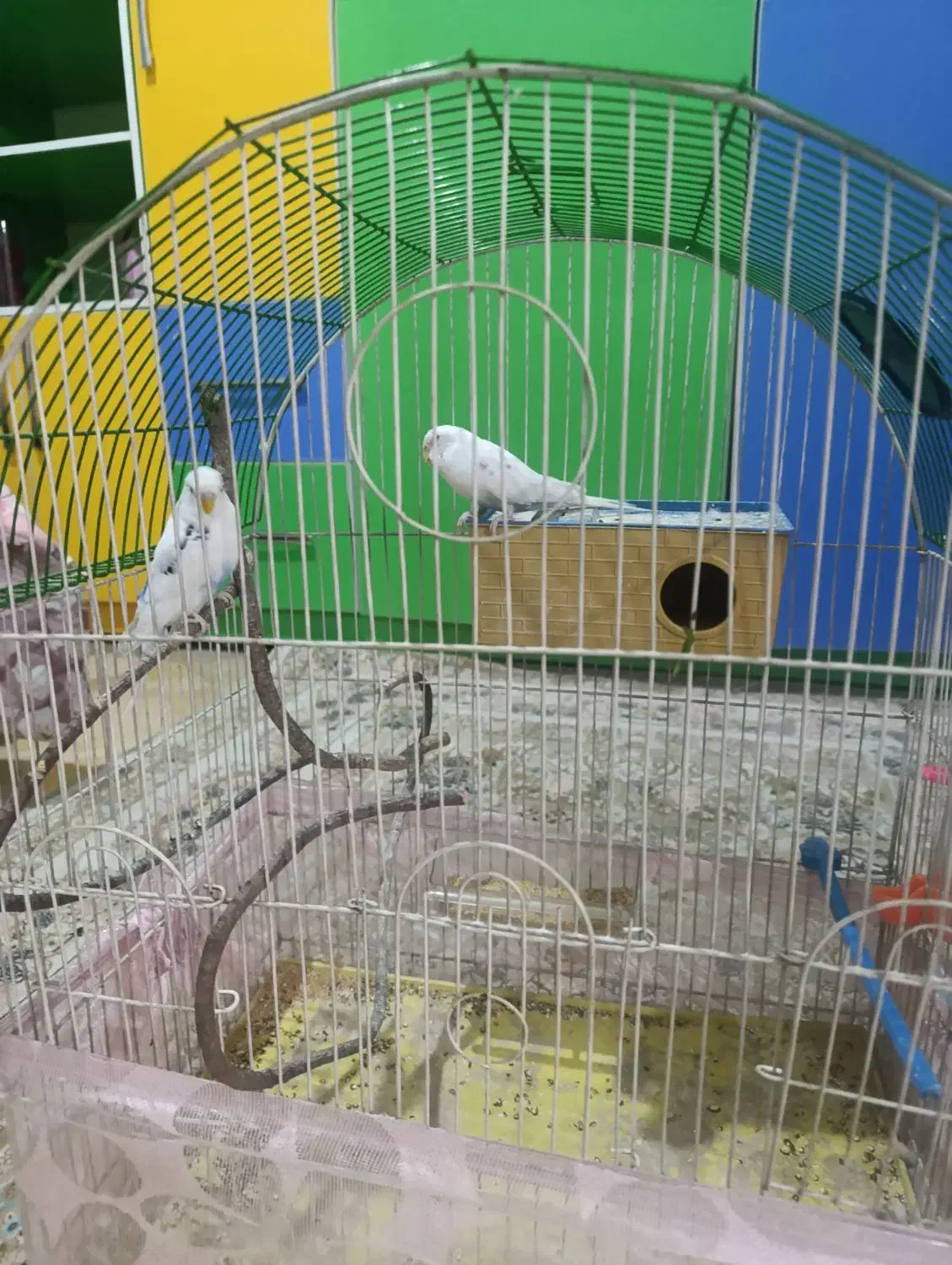 مرغ عشق|پرنده|رباط‌کریم, الارد|دیوار