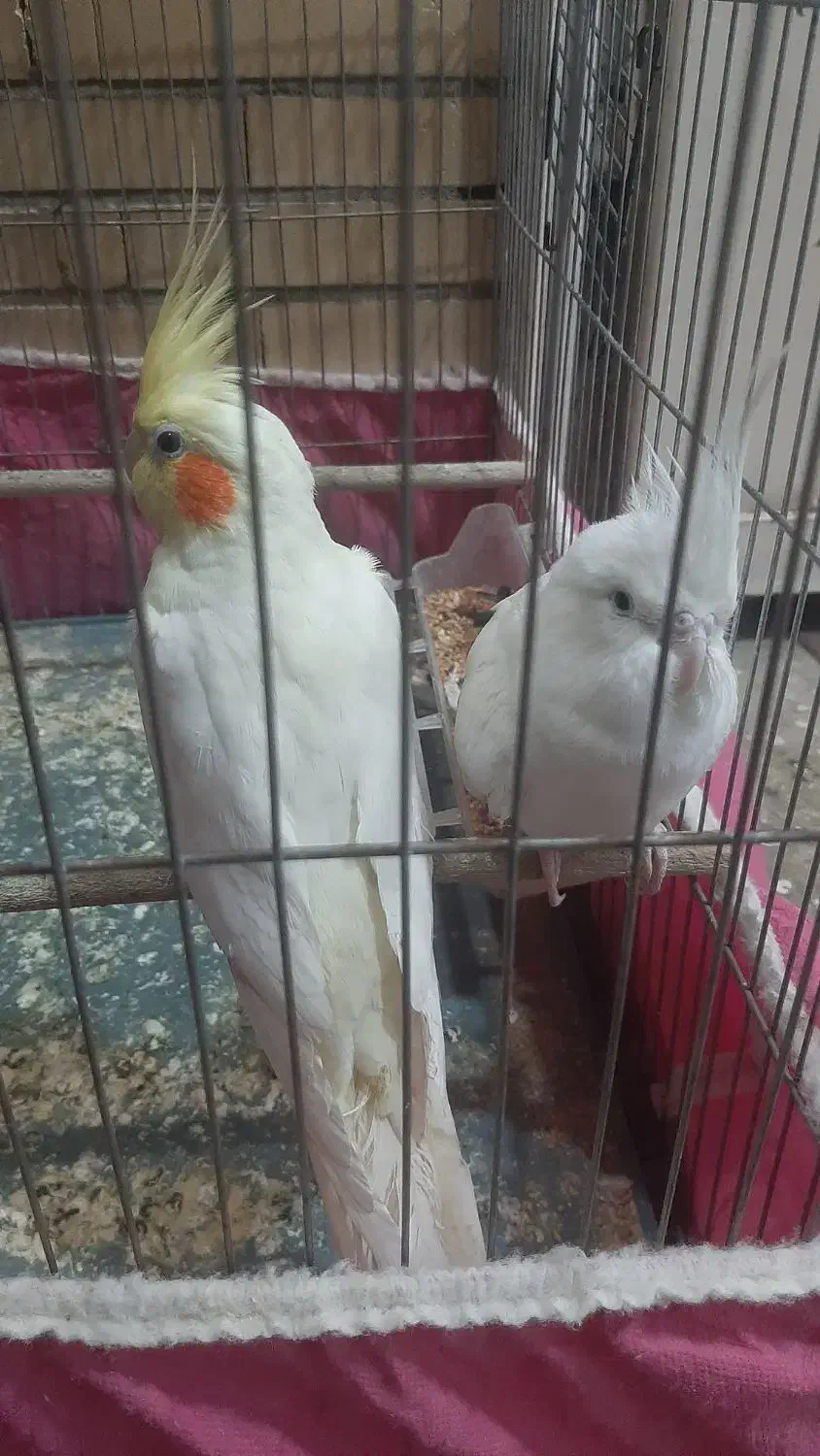 یه جفت عروس هلندی|پرنده|مسجد سلیمان, |دیوار