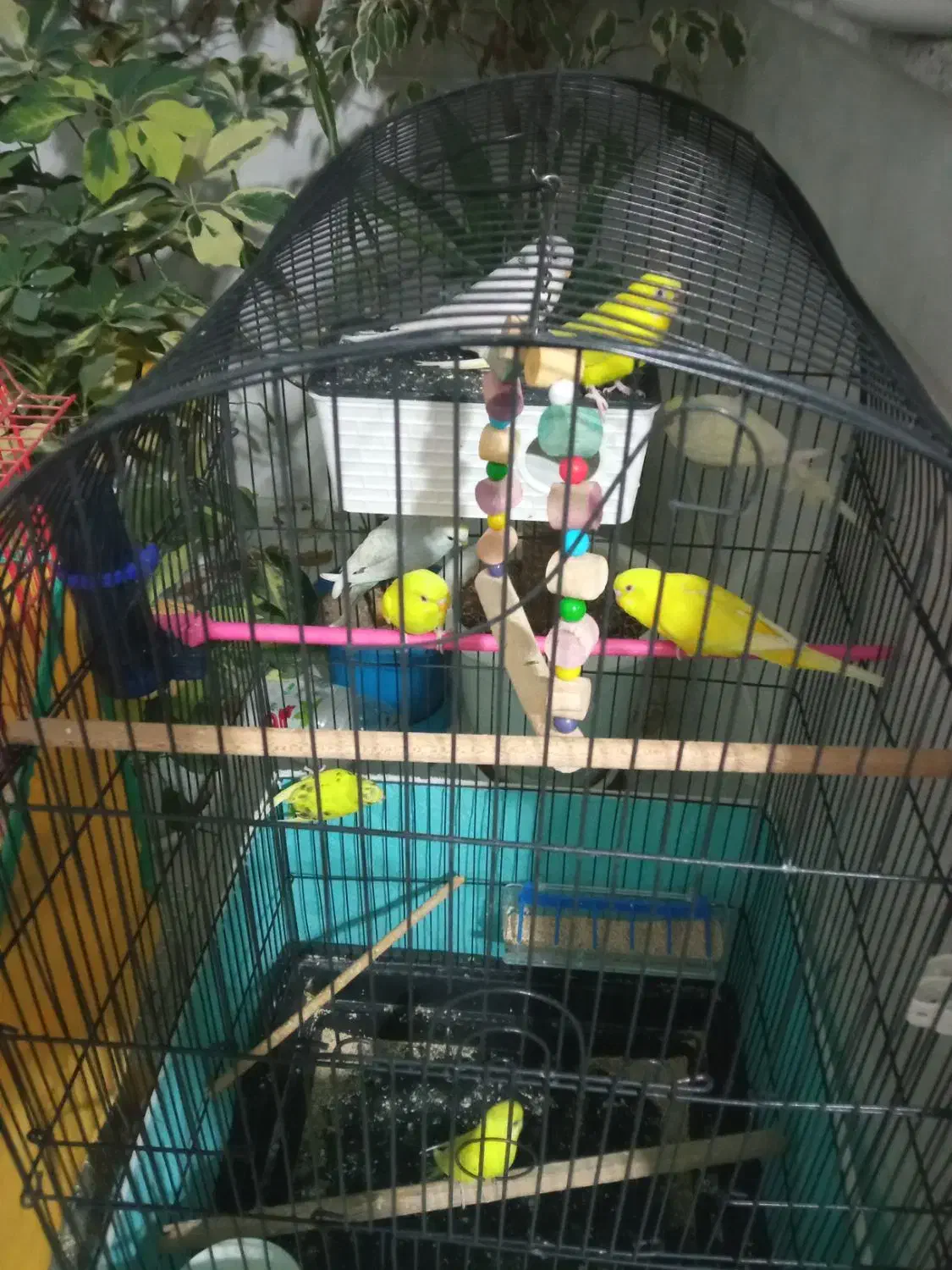 مرغ عشق|پرنده|ازنا, |دیوار