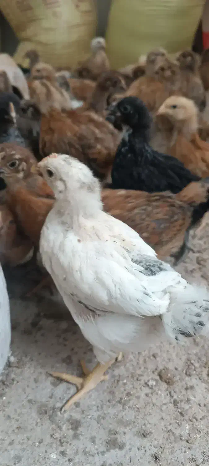 جوجه مرغ|حیوانات مزرعه|یزد, |دیوار