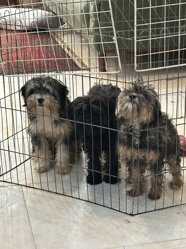 واگذاری شیتزو عروسکی|سگ|کرج, گوهردشت|دیوار