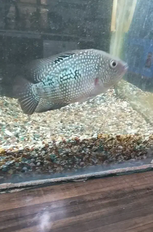 ماهی اکواریوم هلوگرامی|ماهی|شیراز, کوشک میدان|دیوار