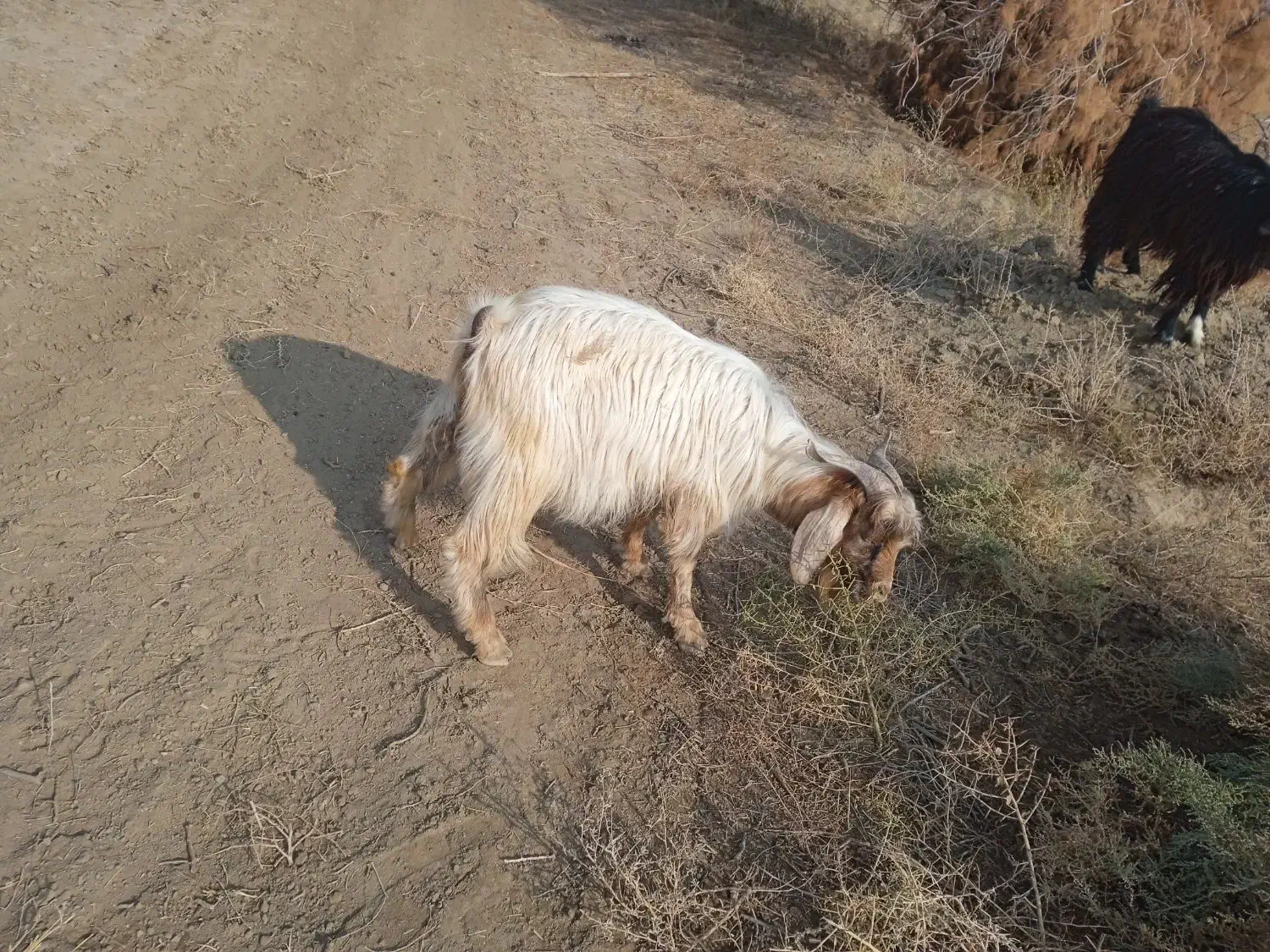 نر پرگوشت|حیوانات مزرعه|میاندوآب, |دیوار