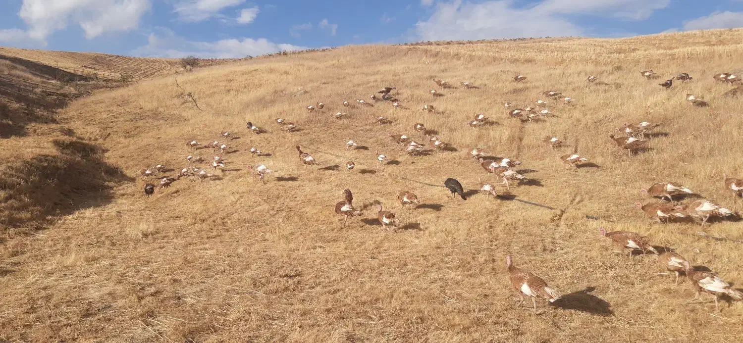 بوقلمون محلی|حیوانات مزرعه|بانه, |دیوار