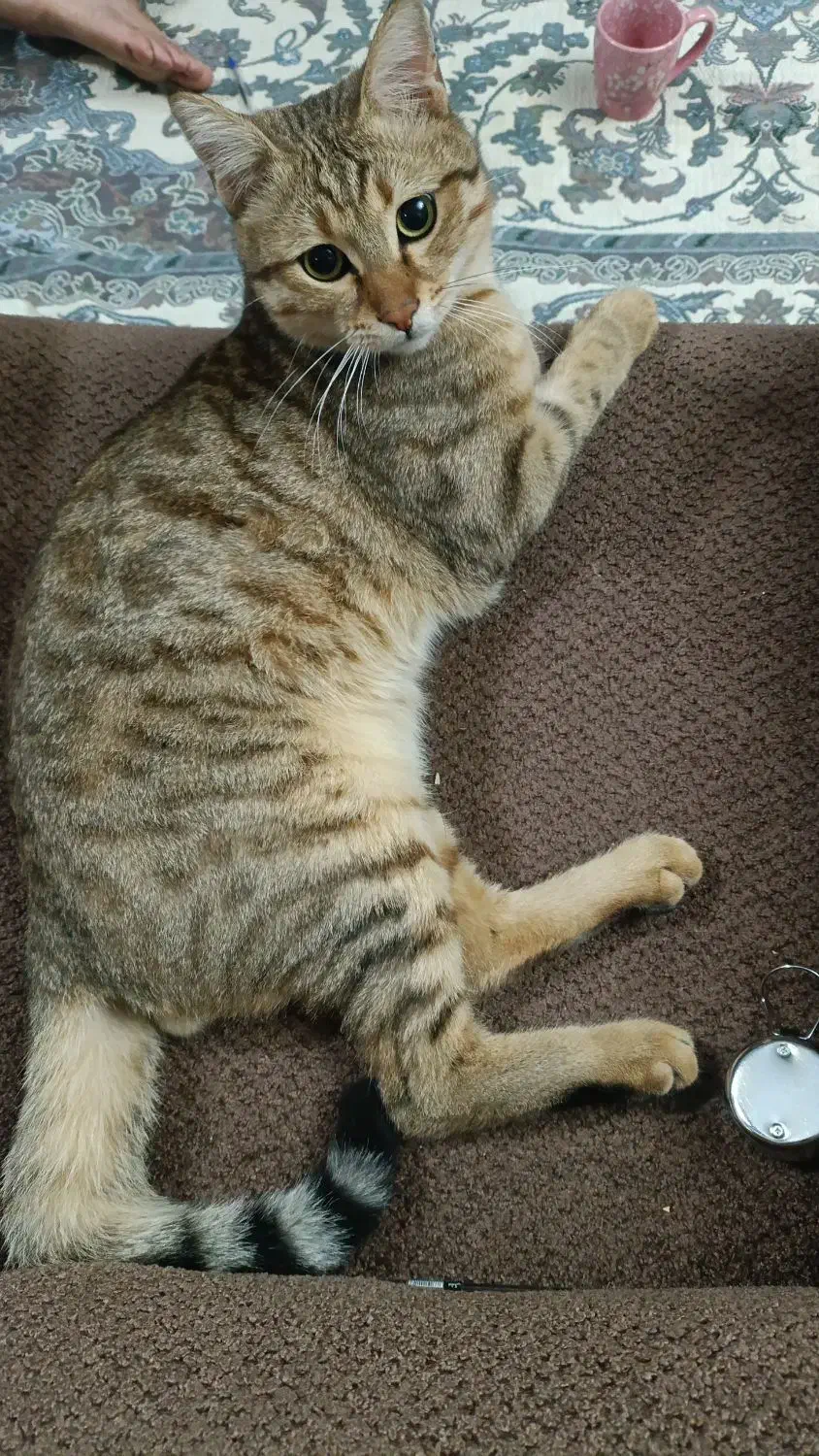 گربه گم شده|گربه|ارومیه, |دیوار