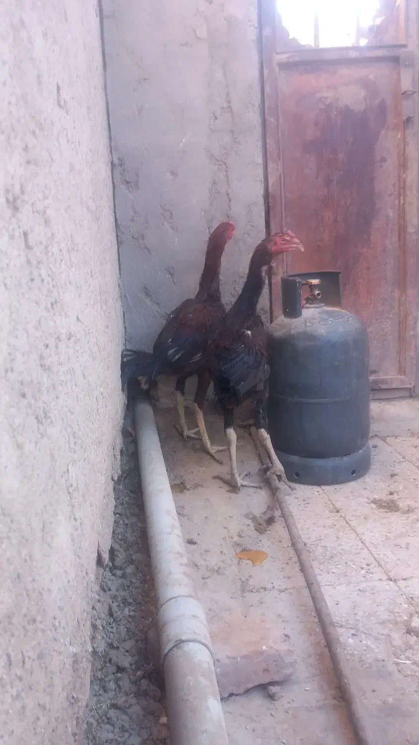 ل ا ر ی لاری  جوجه خروس لاری|حیوانات مزرعه|زاهدان, |دیوار