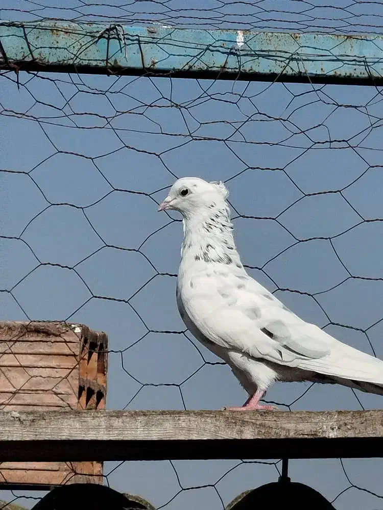 کبوتر پرشی|پرنده|بندر ترکمن, |دیوار