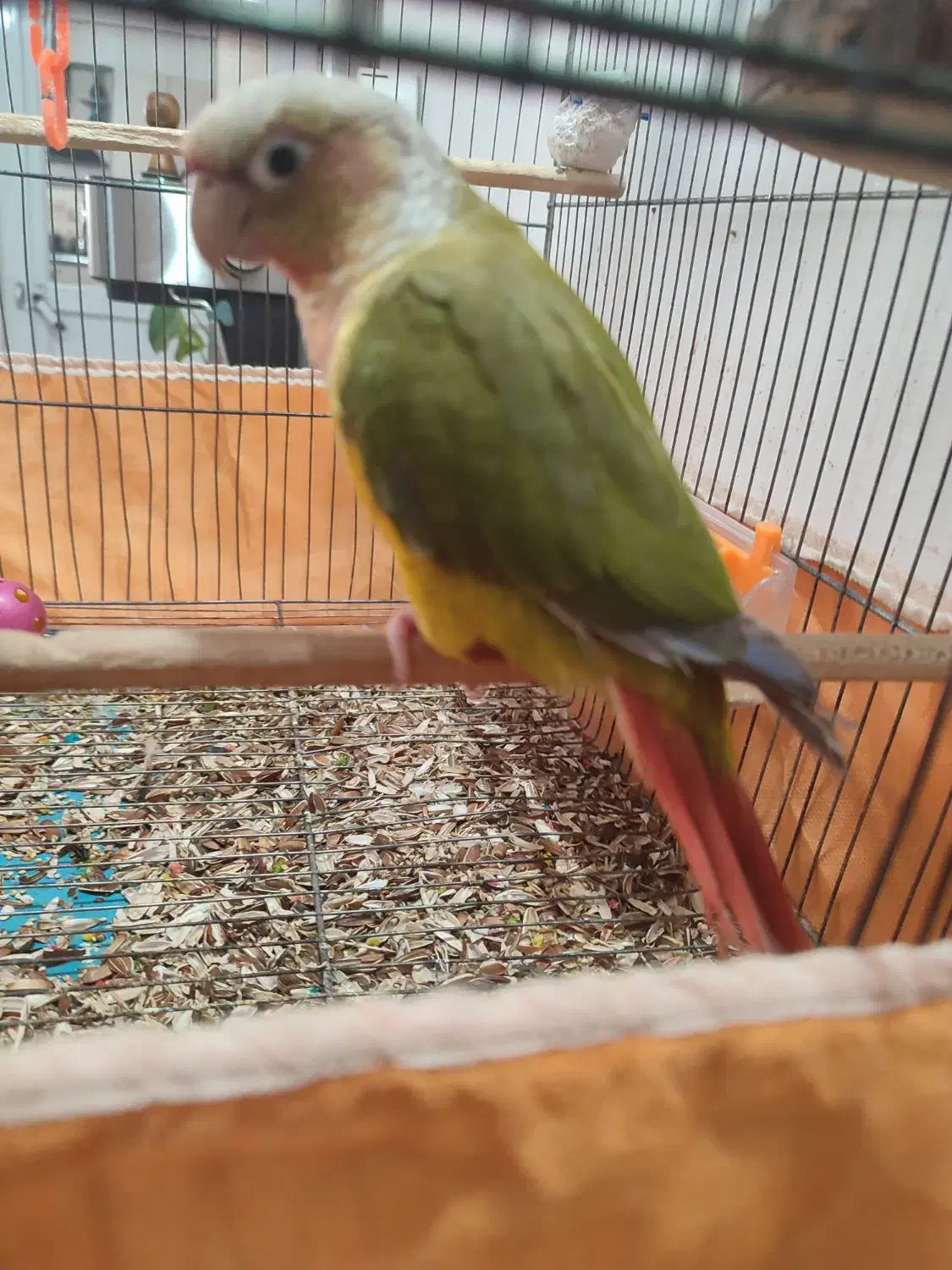 گرینچیک|پرنده|استهبان, |دیوار