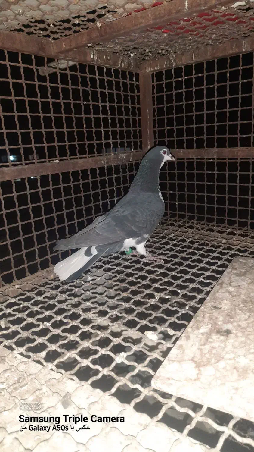 کبوترگمشده|حیوانات|شیراز, شهرک مطهری|دیوار
