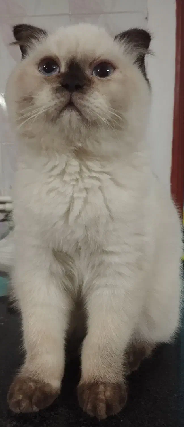 گربه سیامی فولد|گربه|سنندج, |دیوار