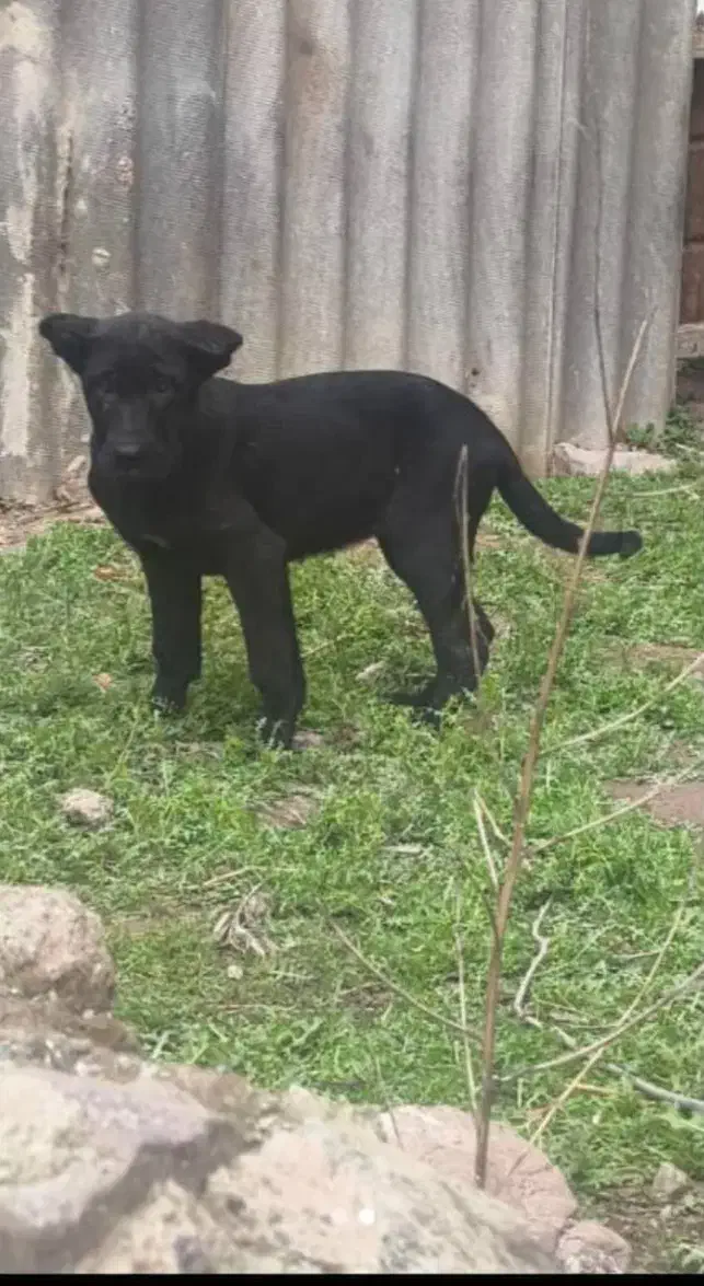 توله سرابی اصیل|سگ|رشت, بازار|دیوار