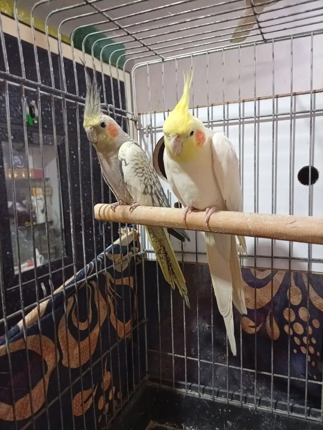 عروس هلندی|پرنده|امیدیه, |دیوار