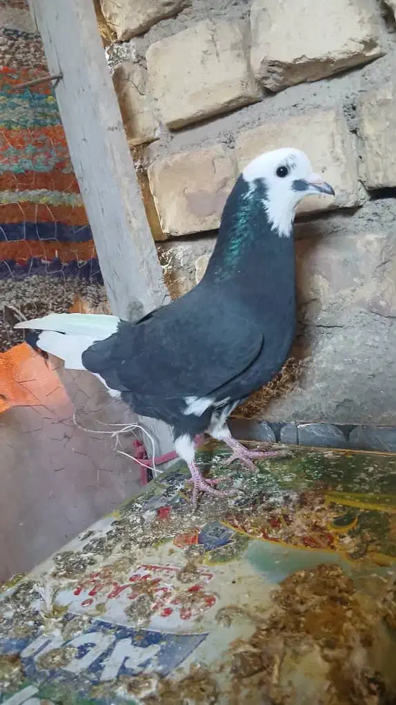 کفترشازده|پرنده|نجفآباد, یزدانشهر|دیوار