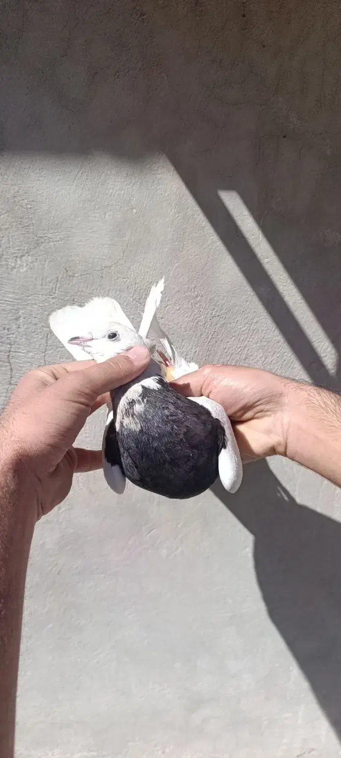 طوقی ماده|پرنده|مسجد سلیمان, |دیوار