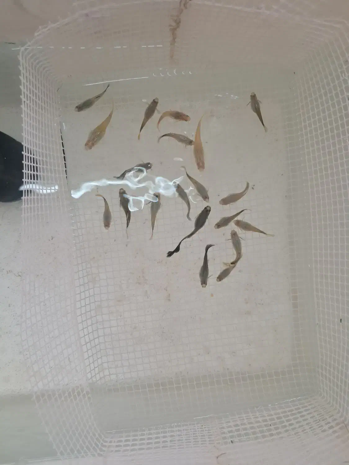 گوپی خاص کلکسیونی|ماهی|کرمان, |دیوار