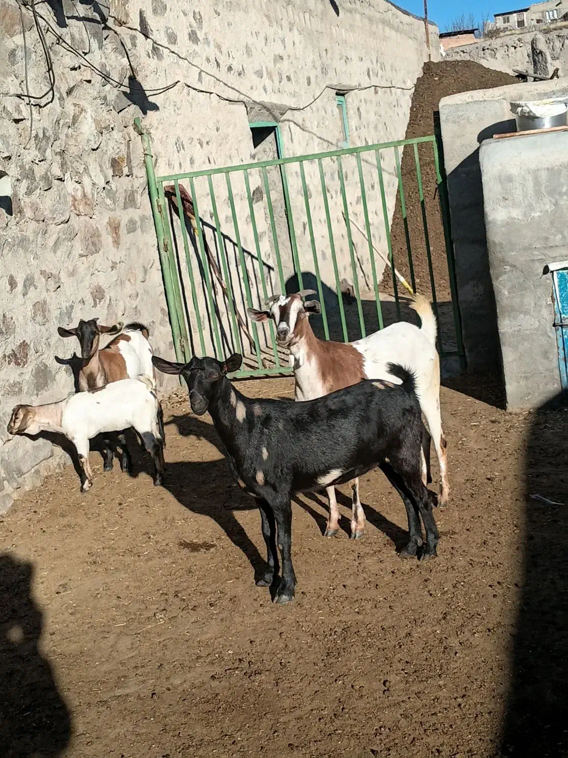 سه عدد بز|حیوانات مزرعه|اهر, |دیوار