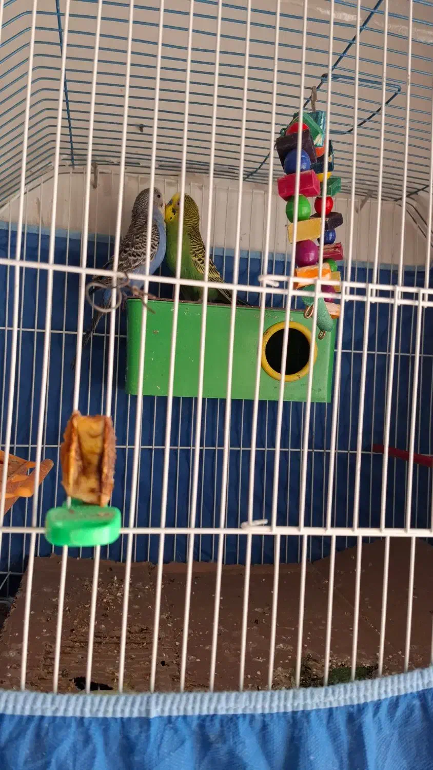 مرغ عشق|پرنده|خرمشهر, |دیوار