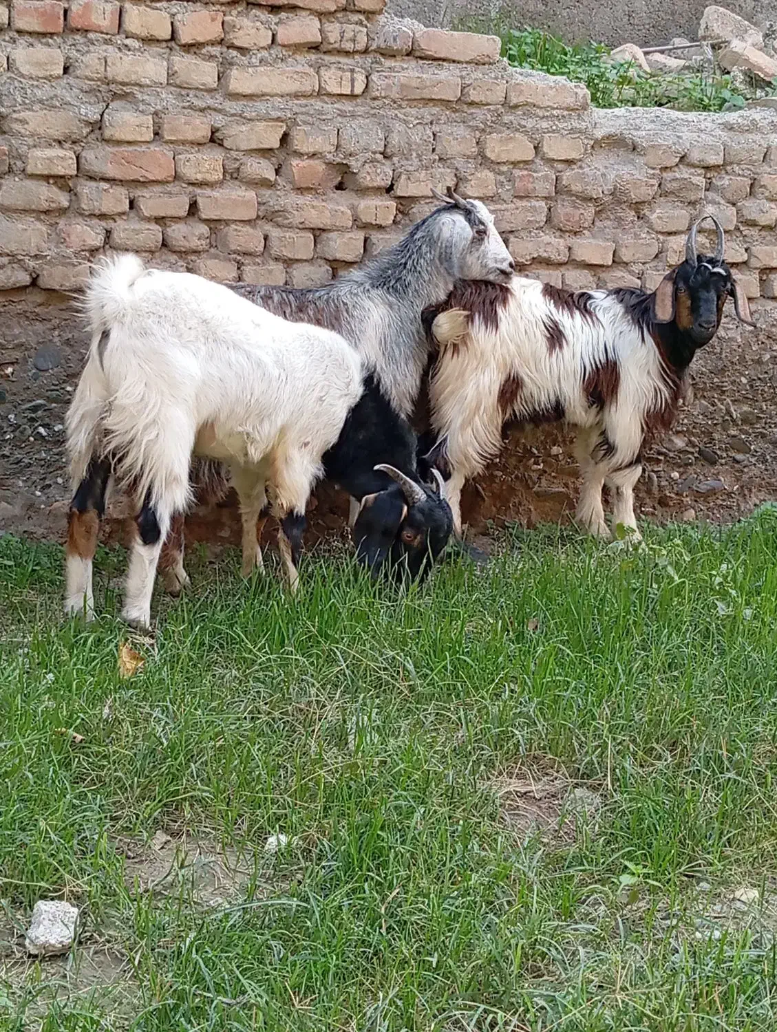 3عددبزغاله چاق خمیر2تانر1ماده باشماره زیرتماس بگیر|حیوانات مزرعه|سیجوال, |دیوار