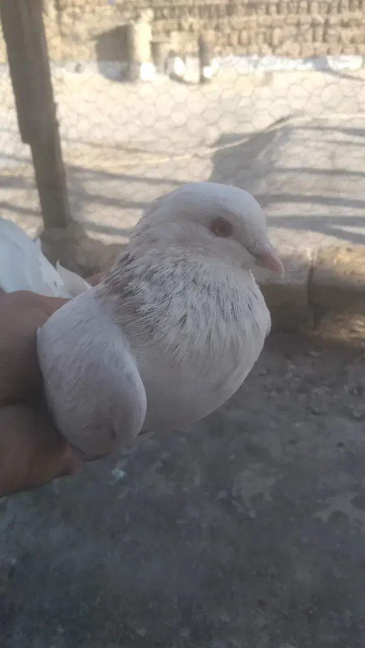 کبوتر|پرنده|محمدشهر, محمدشهر|دیوار