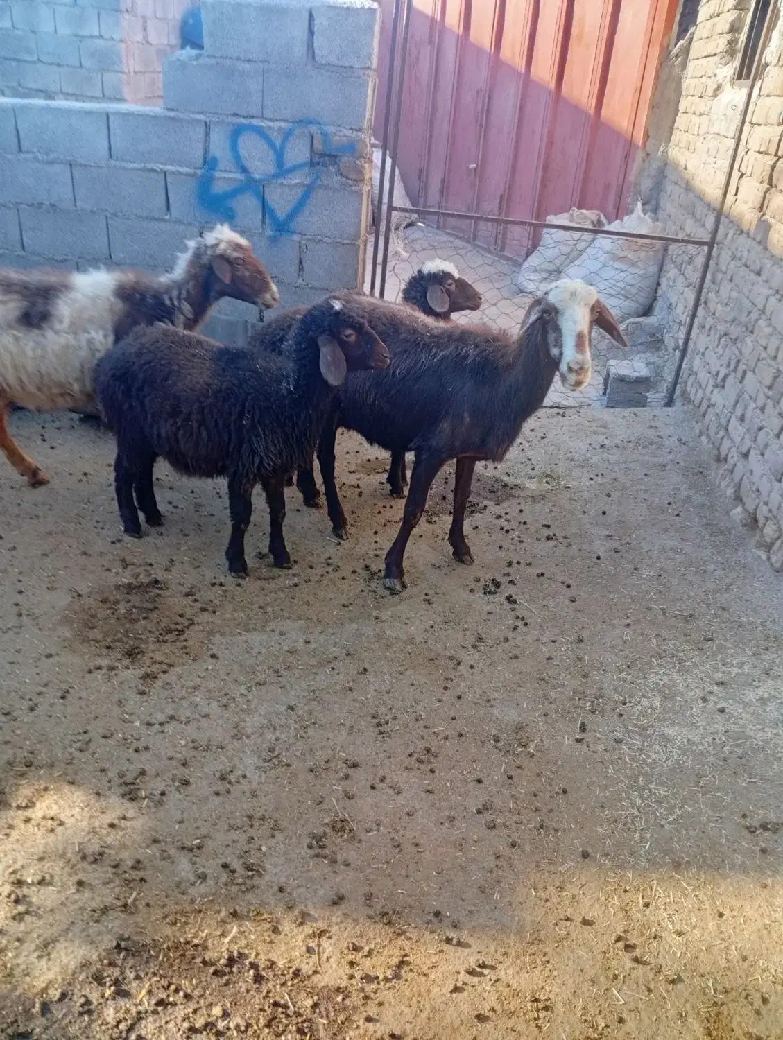 فوری|حیوانات مزرعه|چگنی, |دیوار