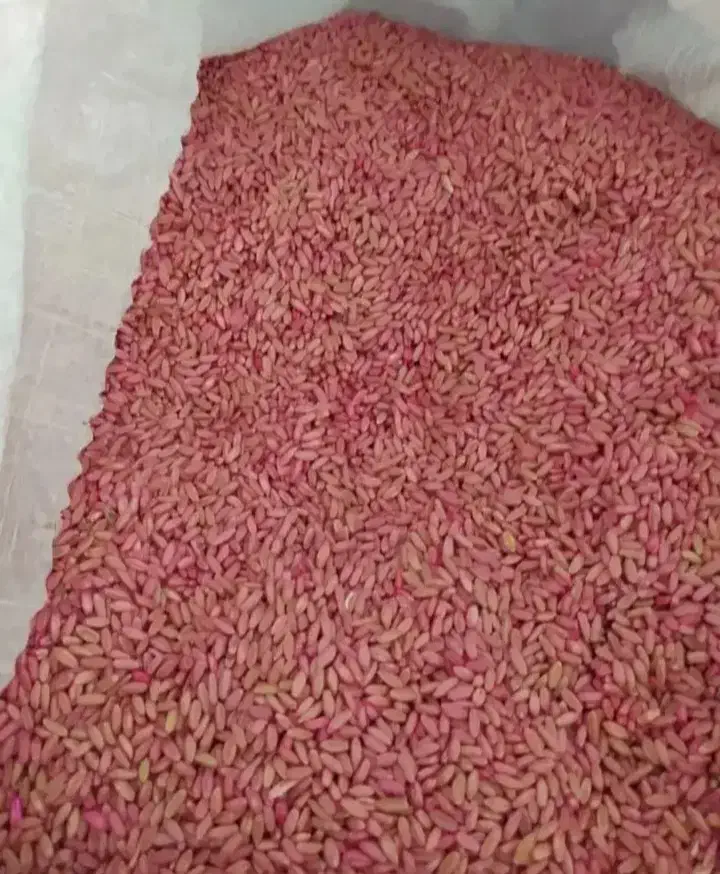 بذر گندم دیم رقم هشترود|عمدهفروشی|زاغه, |دیوار