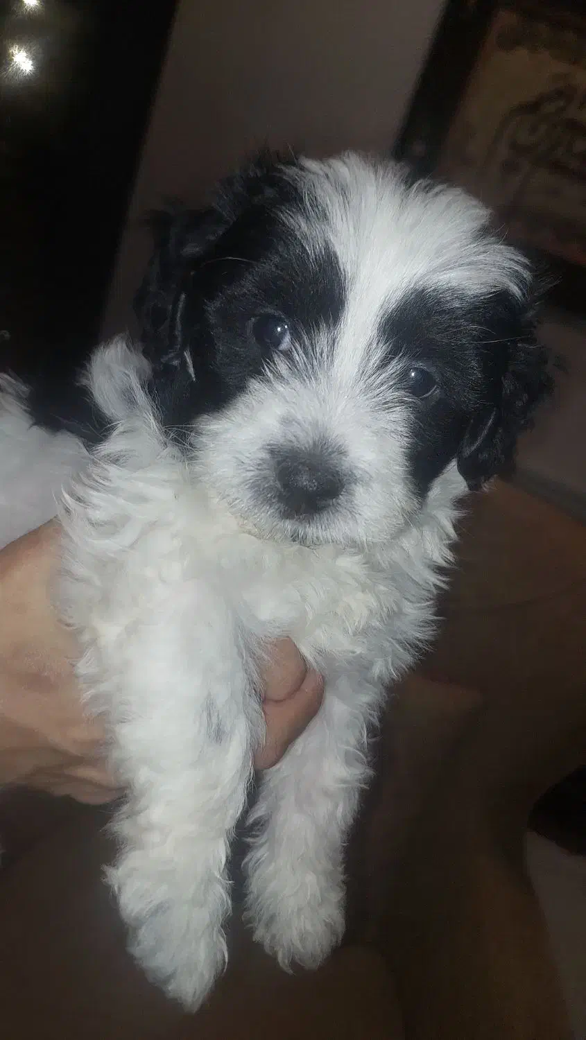 توله سگ شیتزو ترییر|سگ|یزد, |دیوار