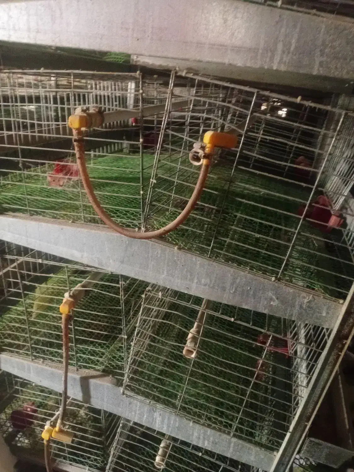 قفس دو طرفه ۴طبقه کبک و بلدرچین ومرغ|لوازم جانبی حیوانات|فردوس (خراسان), |دیوار