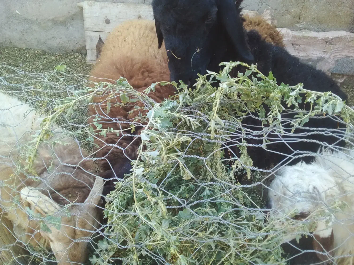 بره نر|حیوانات مزرعه|جوین, |دیوار