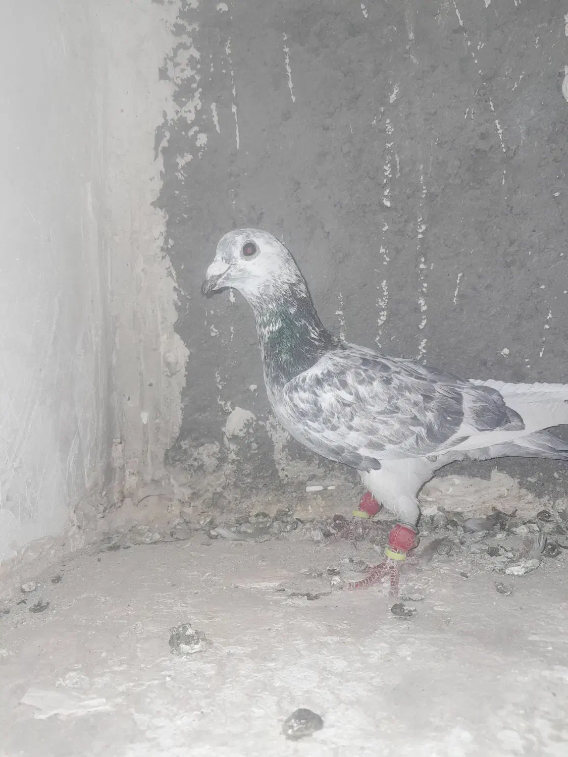 سوسکی سبز|پرنده|تربتحیدریه, فتح المبین|دیوار