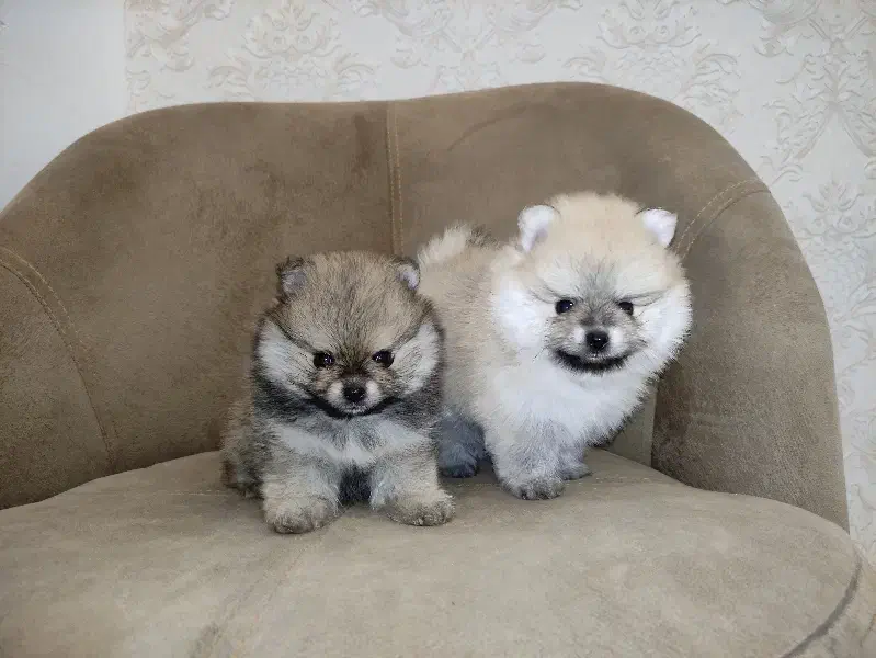 پامرانین دوسر خرسی|سگ|بندرعباس, |دیوار