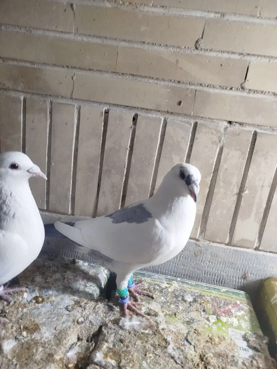 کفتر پلاکی|پرنده|مبارکه, |دیوار