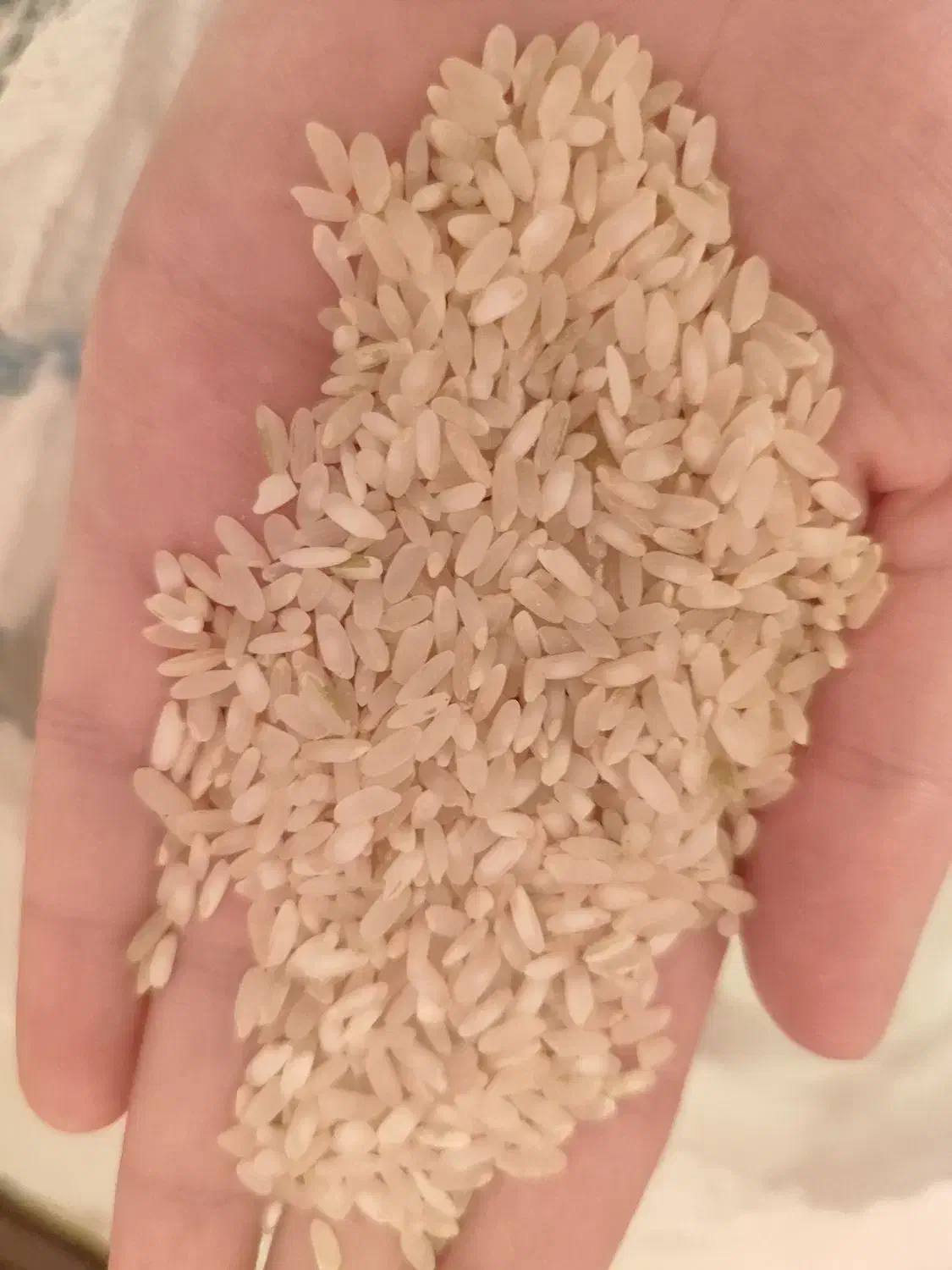 فروش برنج کومفیروزی به شرط پخت|خوردنی و آشامیدنی|صدرا-فارس, فاز ۱|دیوار