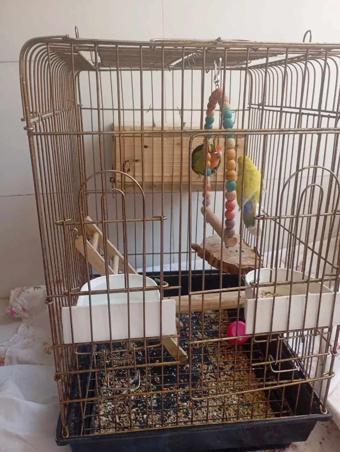 طوطی برزیلی|پرنده|چهاردانگه (تهران), |دیوار