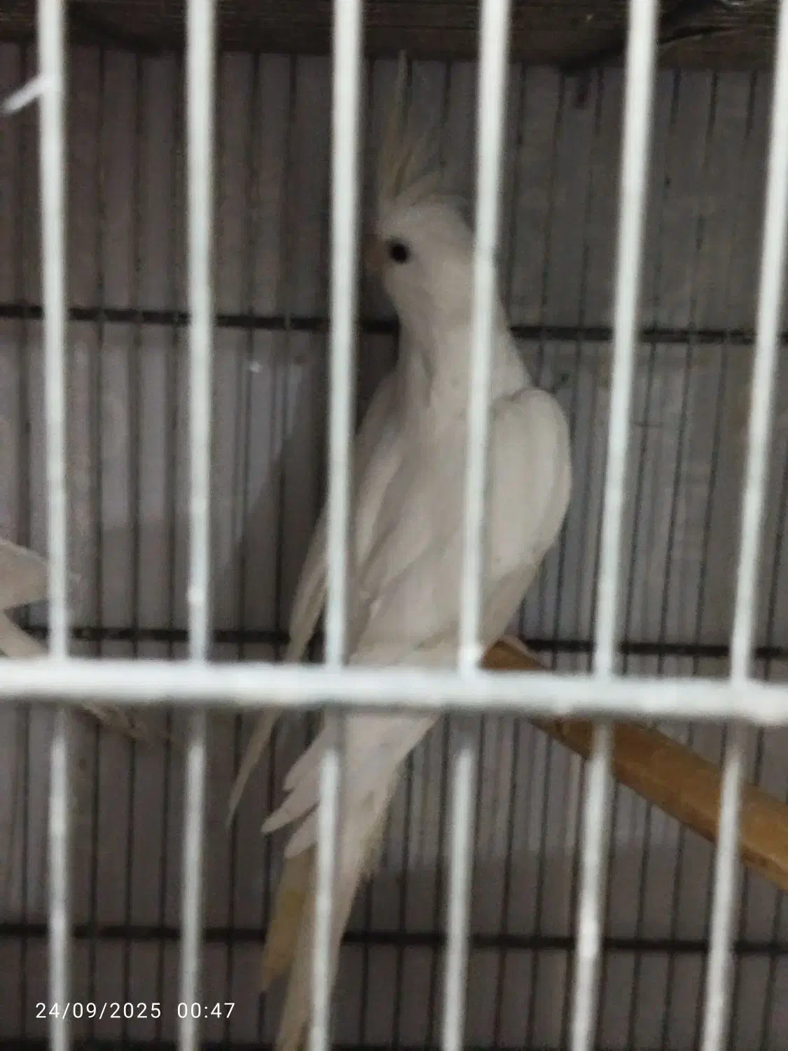 عروس آلبینو مولد|پرنده|اهواز, سپیدار|دیوار