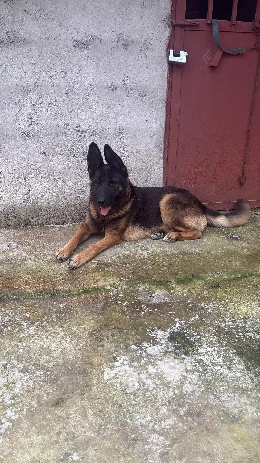 سگ ژرمن|سگ|رشت, پسیخان|دیوار