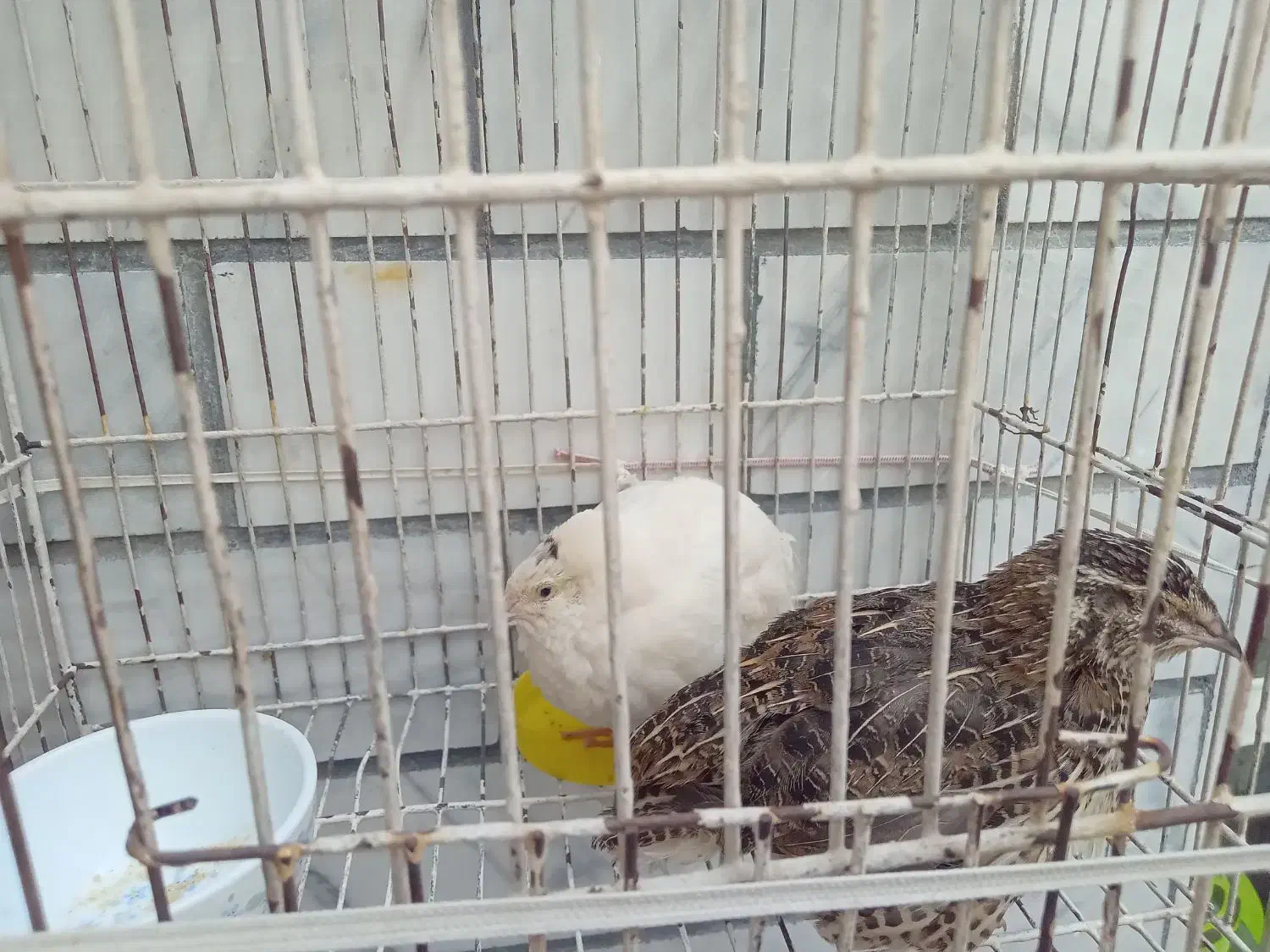 .بلدرچین|حیوانات مزرعه|سیلاخور, |دیوار