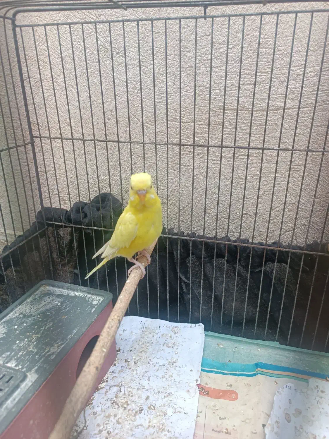 مرغ عشق هلندی چشم قرمز|پرنده|برازجان, |دیوار