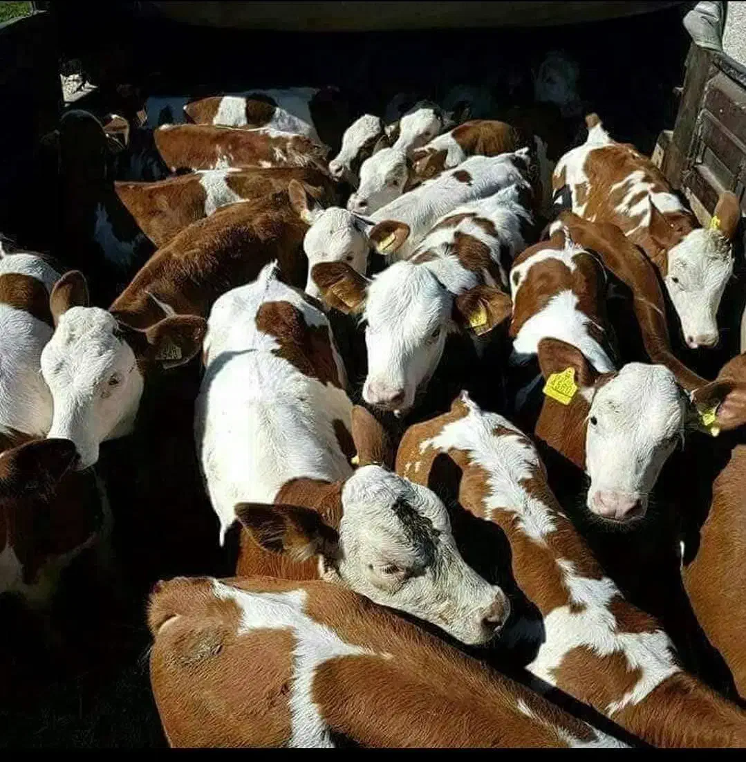 پرسودترین سیمنتالهای اصل ودرجه یک|حیوانات مزرعه|بندر ترکمن, |دیوار