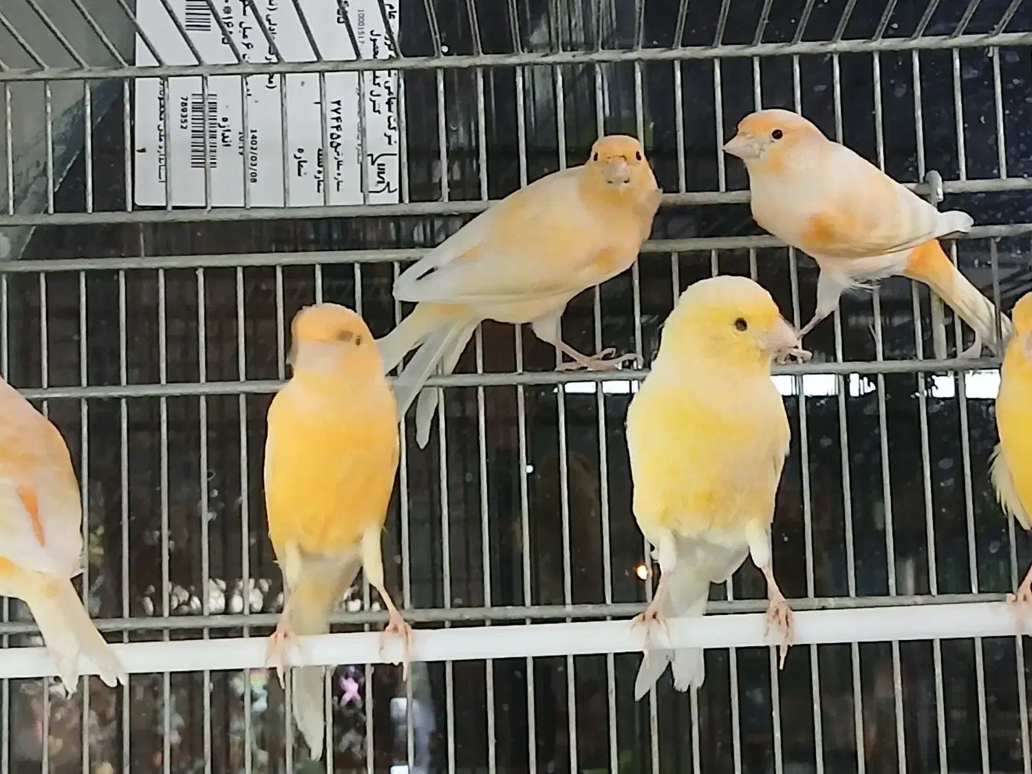 فروش قناری و سهره قناری|پرنده|قزوین, |دیوار