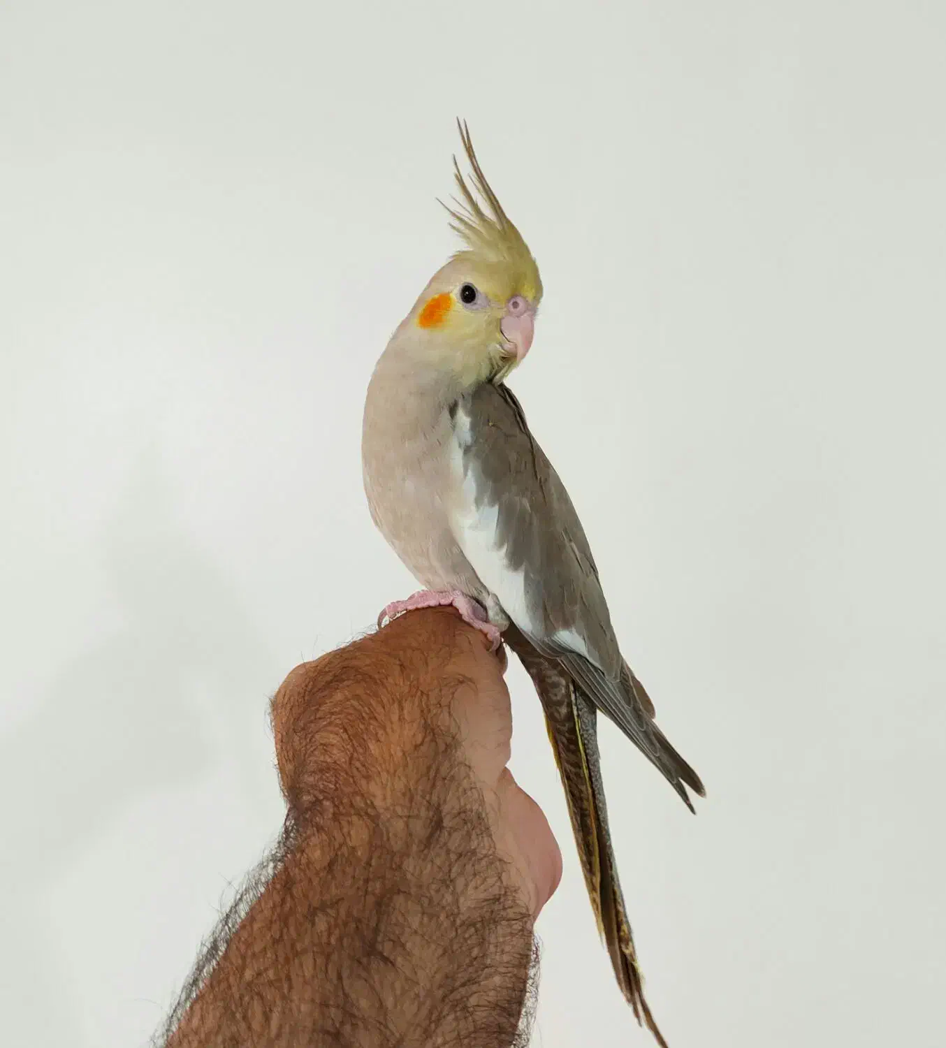 عروس هلندی ماده و انواع مرغ عشق|پرنده|تبریز, |دیوار