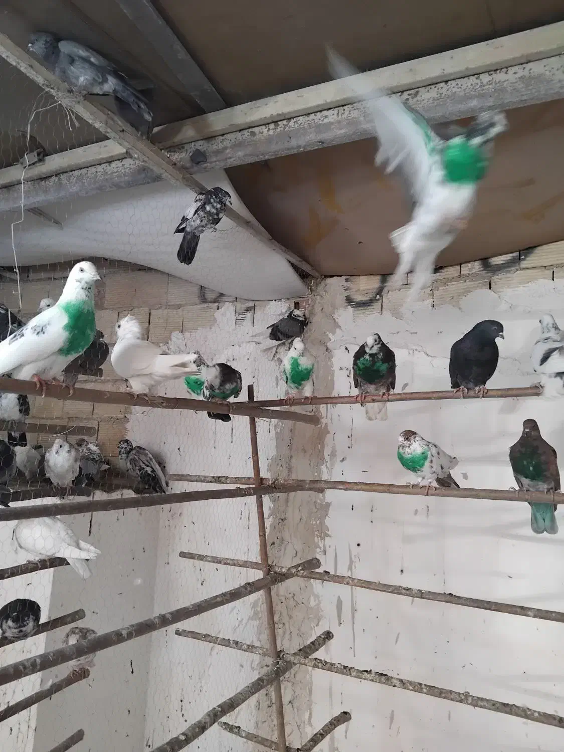 کفتر قم بشرط پرش سنگین بار2شنبه جدا کن فقط100هزار|پرنده|کرج, خرمدشت|دیوار