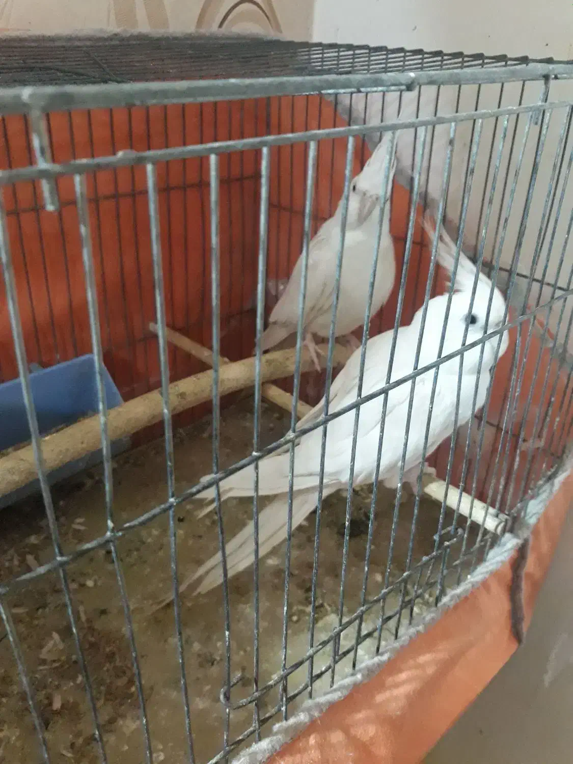 عروس هلندی آلبینو|پرنده|بندر ماهشهر, |دیوار