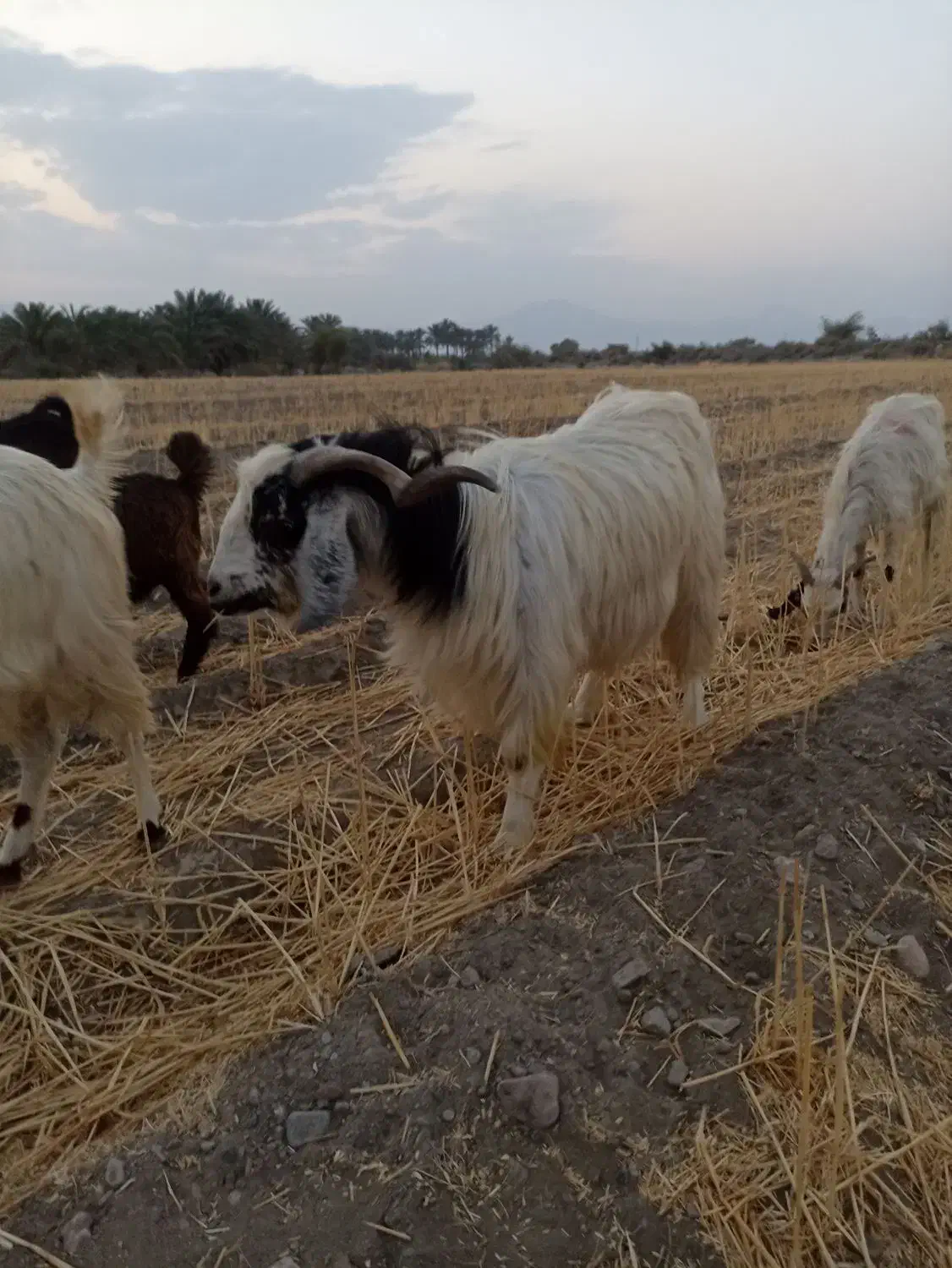 دوتا نری قاچ فاریاب|حیوانات مزرعه|فاریاب, |دیوار